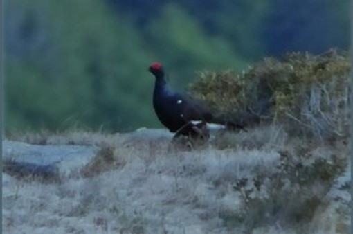 Nelle Aree Protette della Valsesia cresce l’attenzione sui galliformi alpini: segnali incoraggianti per coturnice e fagiano di monte