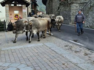 Grande partecipazione alla 28ª Fiera dell’Alta Valsesia a Campertogno