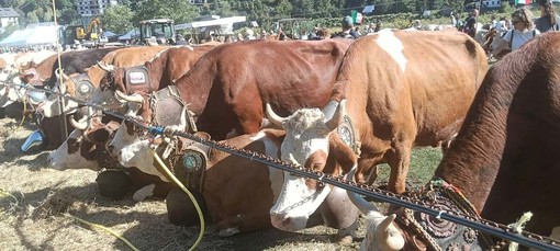 Scopello, la Fiera di San Michele celebra allevatori, agricoltura e tradizione di montagna