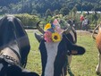 Scopello, la Fiera di San Michele celebra allevatori, agricoltura e tradizione di montagna