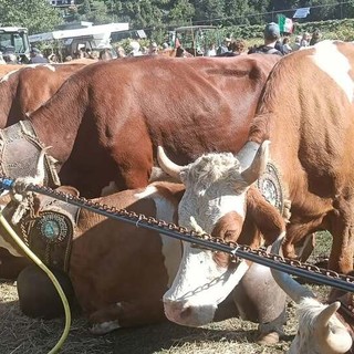 Scopello, la Fiera di San Michele celebra allevatori, agricoltura e tradizione di montagna