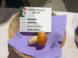 A Scopello il mondo dei funghi diventa occasione di conoscenza, turismo e sicurezza