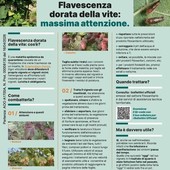 Piemonte, campagna 2026 contro la Flavescenza dorata per proteggere i vigneti