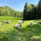 Valdilana, Fiera Zootecnica della Brughiera: oggi l’evento “Tradizioni d’allevamento” FOTO e VIDEO di Massimo Giacobbe per newsbiella.it