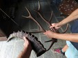 Alagna, giovani e famiglie alla scoperta della fauna alpina Alagna, giovani e famiglie alla scoperta della fauna alpina