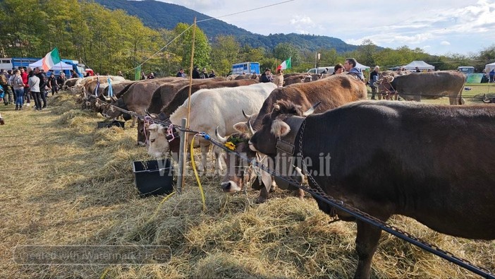 Fiera del bestiame di Doccio, soddisfazione per la 31ª edizione: presente anche il ministro Pichetto FOTO e VIDEO Fiera del bestiame di Doccio, soddisfazione per la 31ª edizione: presente anche il ministro Pichetto FOTO e VIDEO