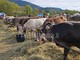 Fiera del bestiame di Doccio, soddisfazione per la 31ª edizione: presente anche il ministro Pichetto FOTO e VIDEO Fiera del bestiame di Doccio, soddisfazione per la 31ª edizione: presente anche il ministro Pichetto FOTO e VIDEO