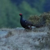 Nelle Aree Protette della Valsesia cresce l’attenzione sui galliformi alpini: segnali incoraggianti per coturnice e fagiano di monte