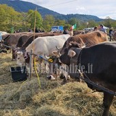 Fiera del bestiame di Doccio, soddisfazione per la 31ª edizione: presente anche il ministro Pichetto FOTO e VIDEO