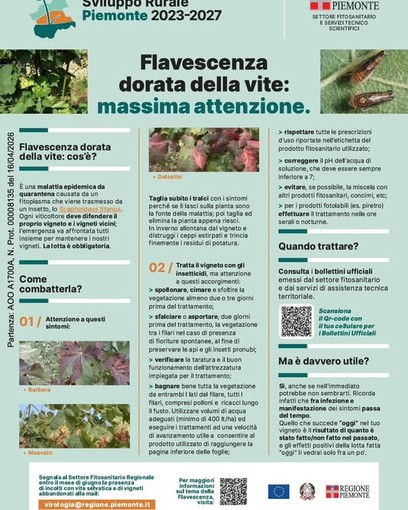 Piemonte, campagna 2026 contro la Flavescenza dorata per proteggere i vigneti