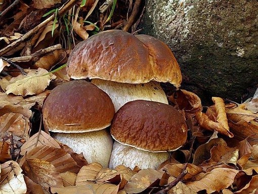 Ricomincia la stagione dei funghi in Valsesia