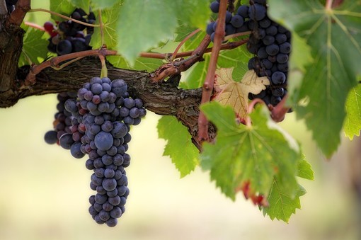 Gattinara: Anche per il 2018 il Comune mette a disposizione l’importante servizio agronomico specialistico per i viticoltori