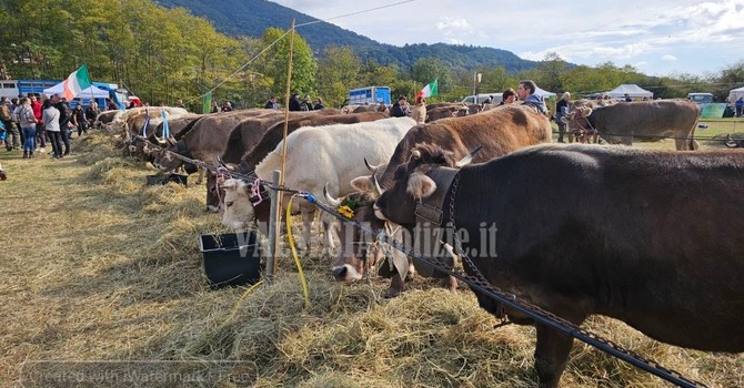 Fiera del bestiame di Doccio, soddisfazione per la 31ª edizione: presente anche il ministro Pichetto FOTO e VIDEO