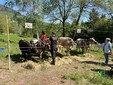 Valdilana, Fiera Zootecnica della Brughiera: oggi l’evento “Tradizioni d’allevamento” FOTO e VIDEO di Massimo Giacobbe per newsbiella.it