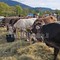 Fiera del bestiame di Doccio, soddisfazione per la 31ª edizione: presente anche il ministro Pichetto FOTO e VIDEO