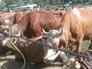 Scopello, la Fiera di San Michele celebra allevatori, agricoltura e tradizione di montagna Scopello, la Fiera di San Michele celebra allevatori, agricoltura e tradizione di montagna