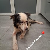 Borgosesia, salvato un cane ferito e denutrito: “Forrest” è in cura, si cerca il proprietario