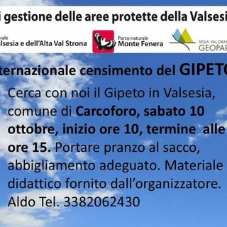 A Carcoforo una giornata dedicata al censimento del gipeto sulle Alpi