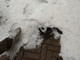 Dal caldo alla grandine: temporale a Gattinara - Foto e video Lalla Lalla Dal caldo alla grandine: temporale a Gattinara - Foto e video Lalla Lalla