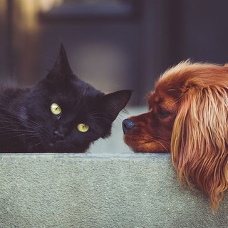 Estate con gli animali: come proteggerli dal caldo e vivere le vacanze in sicurezza