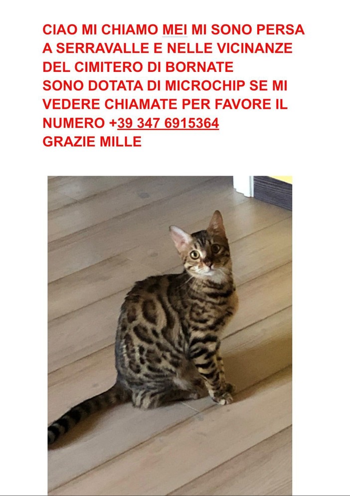 Troviamo la gatta MEI che si è persa a Serravalle
