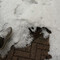 Dal caldo alla grandine: temporale a Gattinara - Foto e video Lalla Lalla Dal caldo alla grandine: temporale a Gattinara - Foto e video Lalla Lalla