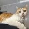 Giornata Internazionale del Gatto: l’8 agosto dedicato alla tutela dei felini e alla lotta contro l’abbandono Giornata Internazionale del Gatto: l’8 agosto dedicato alla tutela dei felini e alla lotta contro l’abbandono