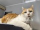 Giornata Internazionale del Gatto: l’8 agosto dedicato alla tutela dei felini e alla lotta contro l’abbandono