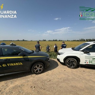 Dalla Lomellina: Frode sul riso biologico, sequestri da 10 milioni di euro in Lomellina, 14 aziende indagate