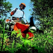 Lozzolo: Ordinanza comunale: obblighi di manutenzione per siepi e alberi lungo le strade