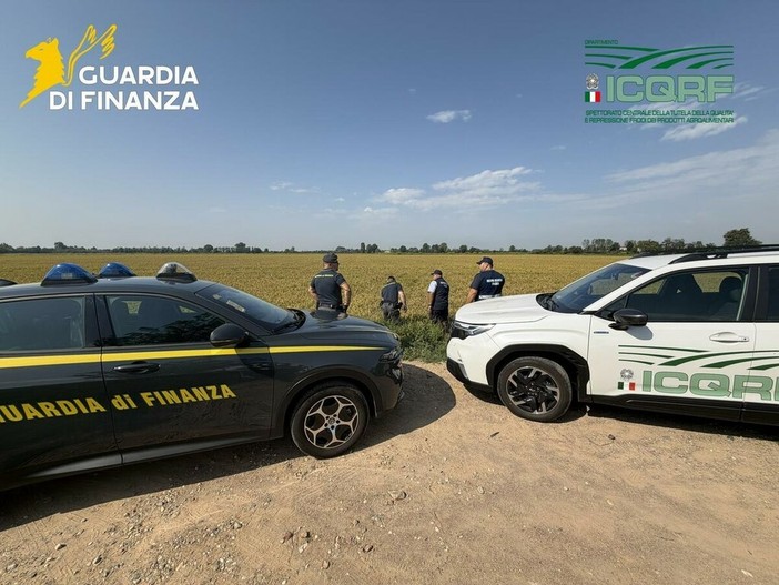 Dalla Lomellina: Frode sul riso biologico, sequestri da 10 milioni di euro in Lomellina, 14 aziende indagate Dalla Lomellina: Frode sul riso biologico, sequestri da 10 milioni di euro in Lomellina, 14 aziende indagate
