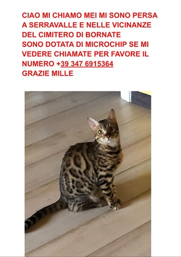 Troviamo la gatta MEI che si è persa a Serravalle