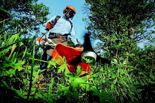 Lozzolo: Ordinanza comunale: obblighi di manutenzione per siepi e alberi lungo le strade