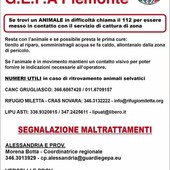 Animali in difficoltà e maltrattamenti: i riferimenti delle Guardie Zoofile GEPA Piemonte