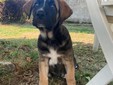 Ginger cerca casa: è l'ultima cucciola rimasta senza adozione