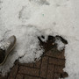 Dal caldo alla grandine: temporale a Gattinara - Foto e video Lalla Lalla Dal caldo alla grandine: temporale a Gattinara - Foto e video Lalla Lalla