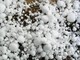 Allerta gialla per temporali, rischio grandine anche a Biella (foto di repertorio)