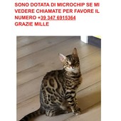 Troviamo la gatta MEI che si è persa a Serravalle