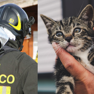 Pray, gatto bloccato su un albero a 20 metri d’altezza: arrivano i Vigili del Fuoco (foto di repertorio)
