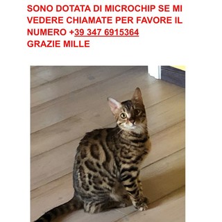 Troviamo la gatta MEI che si è persa a Serravalle