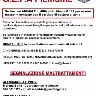 Animali in difficoltà e maltrattamenti: i riferimenti delle Guardie Zoofile GEPA Piemonte