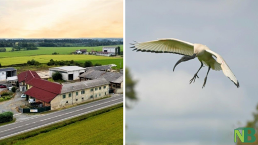 Dall'Egitto alle risaie biellesi, l'Ibis Sacro devasta il raccolto: &quot;Verrà compromesso irrimediabilmente&quot;