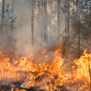 Incendi Boschivi, la Regione approva i piani di prevenzione territoriale