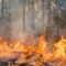 Incendi Boschivi, la Regione approva i piani di prevenzione territoriale
