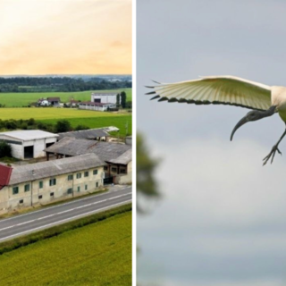Dall'Egitto alle risaie biellesi, l'Ibis Sacro devasta il raccolto: &quot;Verrà compromesso irrimediabilmente&quot;