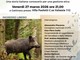 A Gattinara una serata sul cinghiale tra gestione etica, ambiente e convivenza con la fauna selvatica