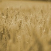 Agricoltori, Bongioanni: “Stanziati oltre 2 milioni per formazione e aggiornamento professionale” Agricoltori, Bongioanni: “Stanziati oltre 2 milioni per formazione e aggiornamento professionale”