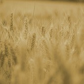 La Regione Piemonte vince il premio nazionale “RuralCiak” 2026 per il miglior video educational sullo sviluppo rurale (foto di repertorio)