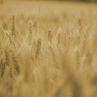 La Regione Piemonte vince il premio nazionale “RuralCiak” 2026 per il miglior video educational sullo sviluppo rurale (foto di repertorio)