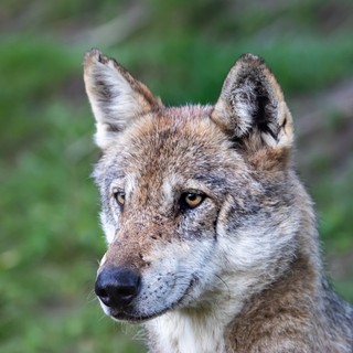 Dispositivi di prevenzione e dissuasione per gli attacchi da lupo, a Biella contributi a 16 aziende